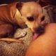 Chihuahua Puppies for sale in Airway Heights, WA, USA. price: NA