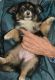 Chihuahua Puppies for sale in Anne Manie, AL 36722, USA. price: NA