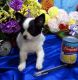 Chihuahua Puppies for sale in Joliet, IL, USA. price: NA