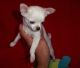 Chihuahua Puppies for sale in Boise, ID, USA. price: NA