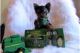 Chihuahua Puppies for sale in Kent, WA, USA. price: NA