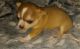 Chihuahua Puppies for sale in Van Buren, IN 46991, USA. price: NA