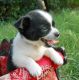 Chihuahua Puppies for sale in Odessa, TX, USA. price: NA