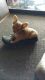 Chihuahua Puppies for sale in Hastings, MI 49058, USA. price: NA
