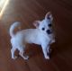 Chihuahua Puppies for sale in North Andover, MA 01845, USA. price: $700