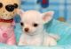 Chihuahua Puppies for sale in Jersey City, NJ, USA. price: NA