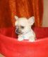 Chihuahua Puppies for sale in Accomac, VA 23301, USA. price: NA