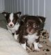 Chihuahua Puppies for sale in New Orleans, LA, USA. price: NA