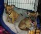 Chihuahua Puppies for sale in Frederick, MD, USA. price: NA