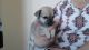 Chihuahua Puppies for sale in Worcester, MA, USA. price: NA