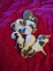 Chihuahua Puppies for sale in Malvern, OH 44644, USA. price: NA