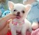Chihuahua Puppies for sale in Berkeley, CA, USA. price: NA