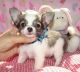 Chihuahua Puppies for sale in Waco, TX, USA. price: NA