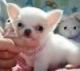 Chihuahua Puppies for sale in Waco, TX, USA. price: NA