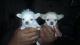 Chihuahua Puppies for sale in Warrenton, NC 27589, USA. price: NA