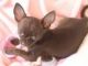 Chihuahua Puppies for sale in Vader, WA, USA. price: $400