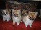Chihuahua Puppies for sale in Berkeley, CA, USA. price: NA