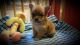 Chihuahua Puppies for sale in Oxford, GA 30054, USA. price: NA