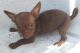 Chihuahua Puppies for sale in Portland, OR, USA. price: NA