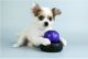 Chihuahua Puppies for sale in Caddo Mills, TX 75135, USA. price: NA