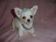 Chihuahua Puppies for sale in Beaumont, TX, USA. price: $500