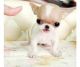 Chihuahua Puppies for sale in Albany, NY, USA. price: NA