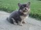 Chihuahua Puppies for sale in Lexington Park, MD, USA. price: NA