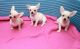 Chihuahua Puppies for sale in Fort Collins, CO, USA. price: NA