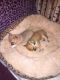 Chihuahua Puppies for sale in Pittsford, NY 14534, USA. price: NA