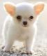 Chihuahua Puppies for sale in St. Louis, MO, USA. price: NA