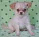 Chihuahua Puppies for sale in Lakewood, CO, USA. price: NA