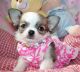 Chihuahua Puppies for sale in Lincoln, NE, USA. price: $450
