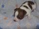 Chihuahua Puppies for sale in Clearfield, PA 16830, USA. price: NA