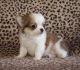 Chihuahua Puppies for sale in Willow Lake, SD 57278, USA. price: NA