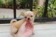 Chihuahua Puppies for sale in Minneapolis, MN, USA. price: $300