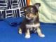 Chihuahua Puppies for sale in Aberdeen, MD, USA. price: NA