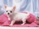 Chihuahua Puppies for sale in Selbyville, DE 19975, USA. price: NA