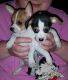 Chihuahua Puppies for sale in Aptos, CA 95003, USA. price: NA