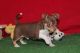 Chihuahua Puppies for sale in Concord, CA, USA. price: NA