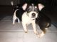 Chihuahua Puppies for sale in Ducor, CA 93218, USA. price: $500