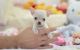 Chihuahua Puppies for sale in St Pete Beach, FL, USA. price: NA