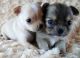 Chihuahua Puppies for sale in Greensboro, NC, USA. price: NA