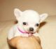 Chihuahua Puppies for sale in Savonlinna, Finland. price: NA