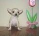 Chihuahua Puppies for sale in Burbank, CA, USA. price: NA