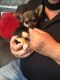 Chihuahua Puppies for sale in Idaho Falls, ID, USA. price: NA