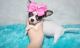 Chihuahua Puppies for sale in New York, NY, USA. price: NA