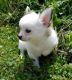 Chihuahua Puppies for sale in Baywood-Los Osos, CA 93402, USA. price: NA