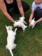 Chihuahua Puppies for sale in Woodburn, OR 97071, USA. price: NA