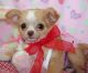 Chihuahua Puppies for sale in St. Petersburg, FL, USA. price: NA