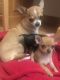 Chihuahua Puppies for sale in New Johnsonville, TN, USA. price: NA